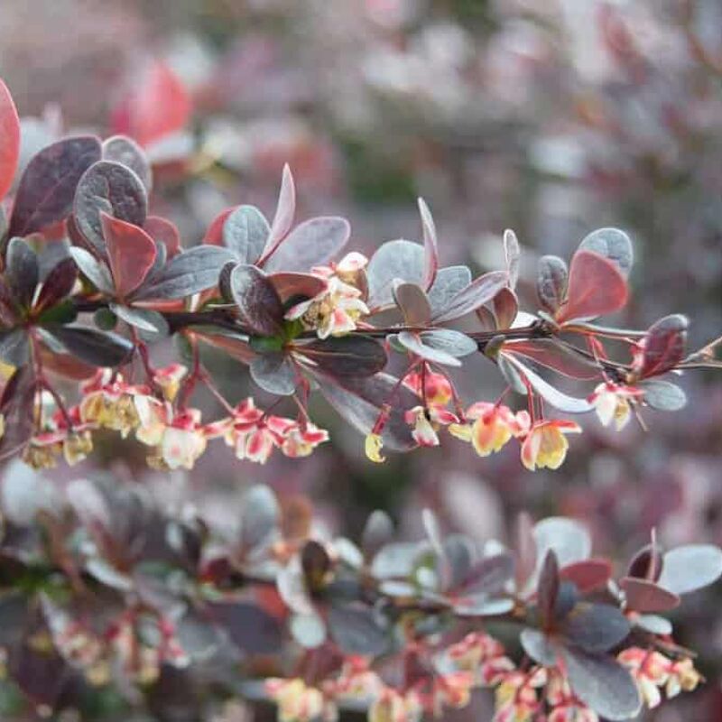 Berberis thunbergii f. atropurpurea 20-30 cm